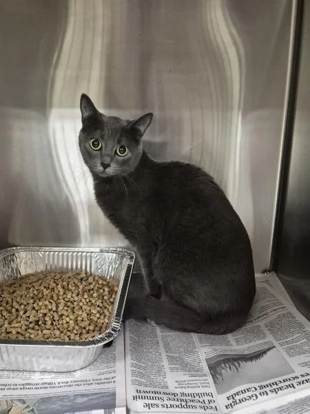 A young medium-sized female Domestic Short Hair cat named Ifc Missy for adoption in Lawrenceville, GA