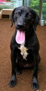 An adult medium-sized female Labrador Retriever dog named Yaya for adoption in Madison, NJ