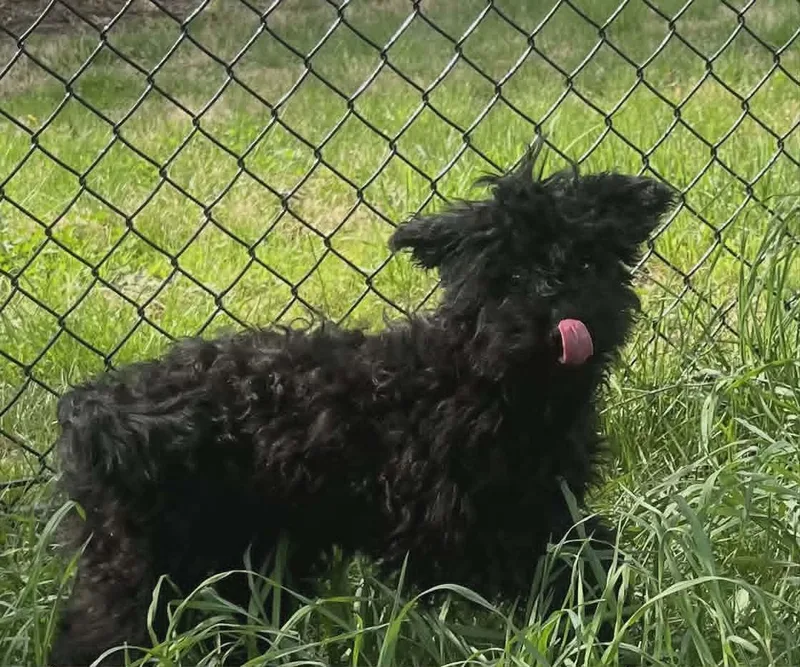 A baby small-sized female Miniature Poodle dog named Grace for adoption in Havertown, PA