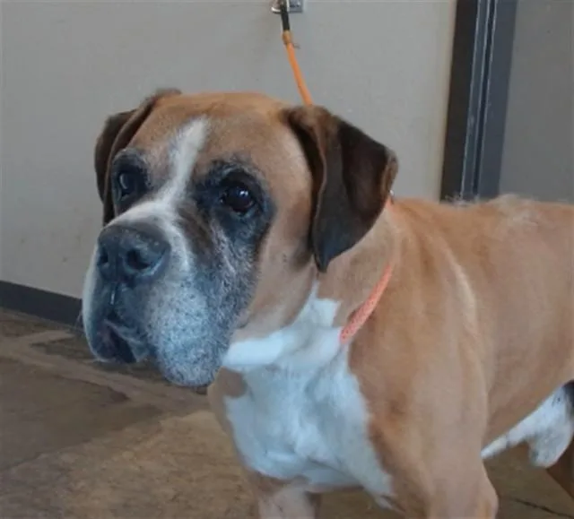 An adult large-sized male Boxer dog named Bob for adoption in Ontario, CA