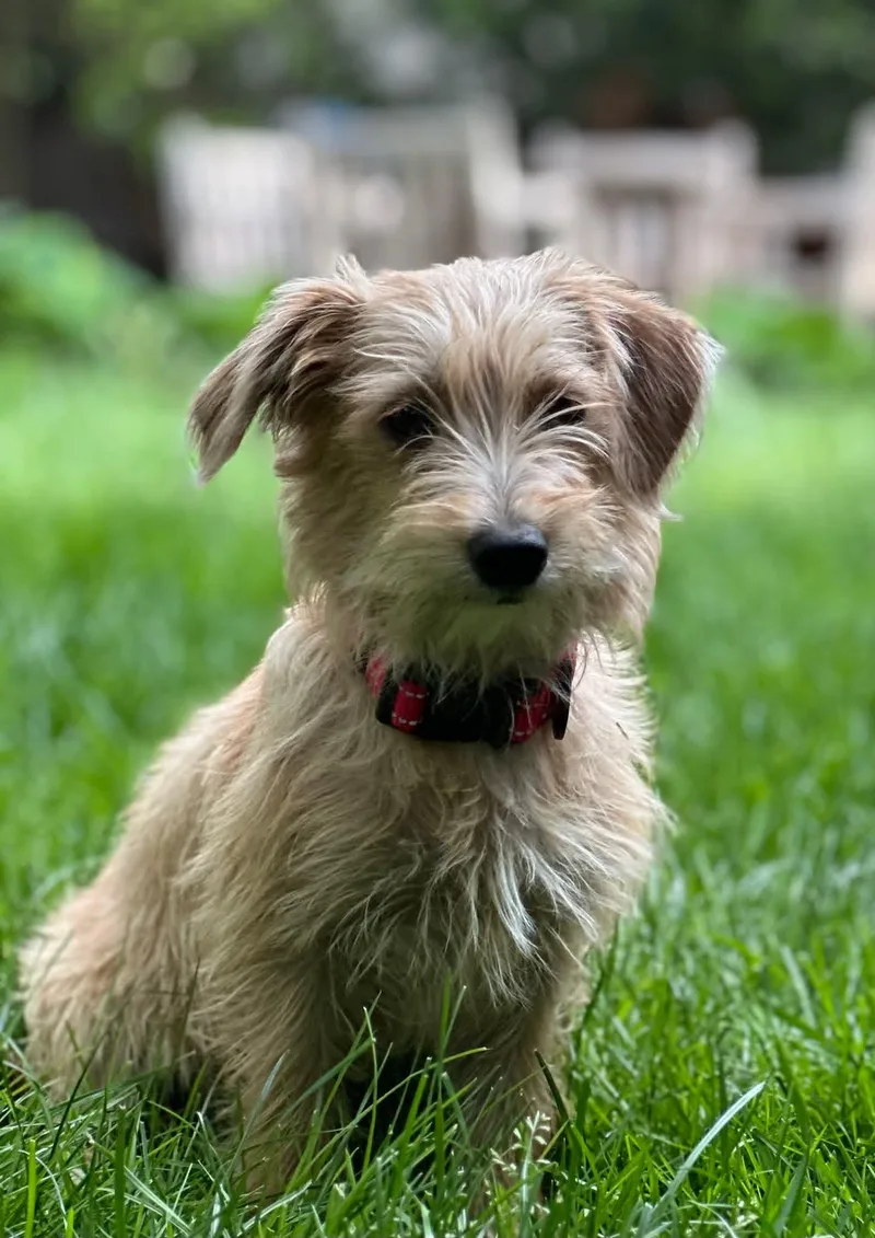 A baby medium-sized female Yellow / Tan / Blond / Fawn Terrier dog named Molly for adoption in Collingswood, NJ