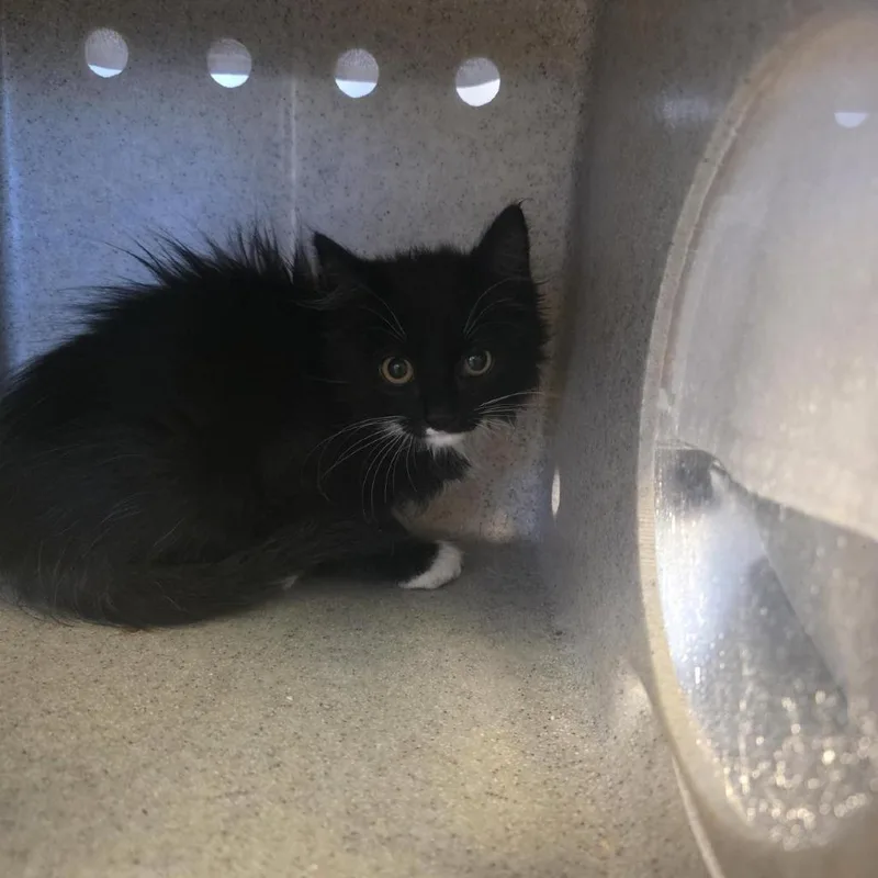 A baby small-sized female Black Domestic Medium Hair cat named Orange for adoption in Tacoma, WA