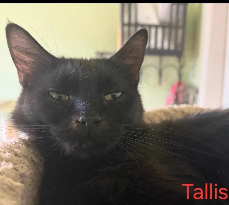 An adult medium-sized female Black Domestic Short Hair cat named Tallis for adoption in Las Cruces, NM