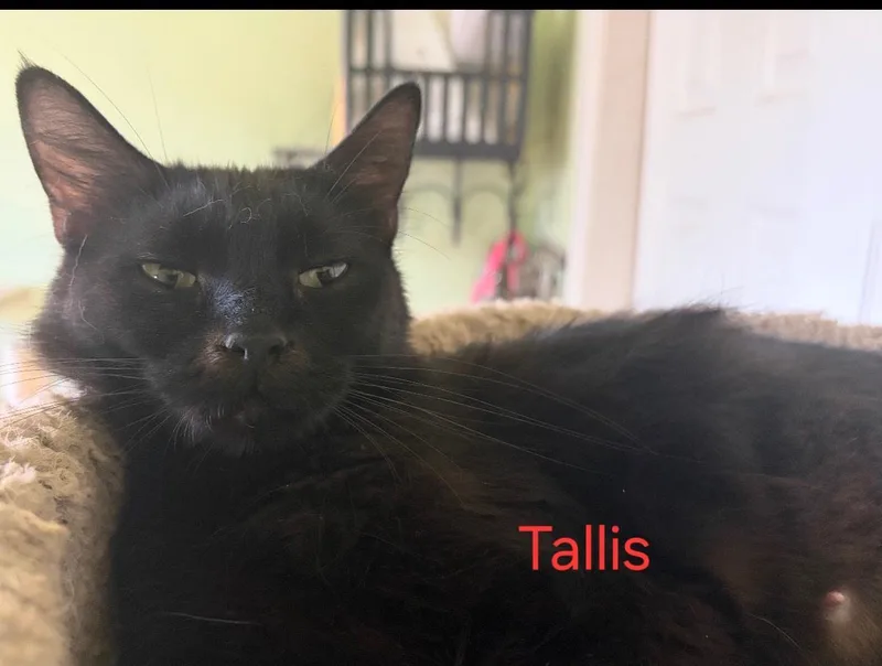 Tallis thumbnail 2
