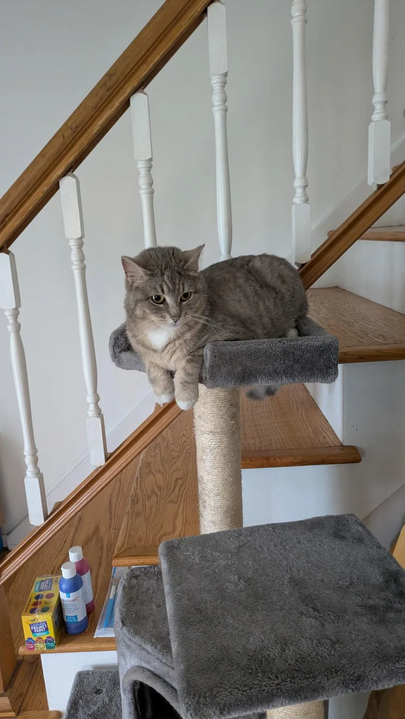 A young medium-sized female Domestic Short Hair cat named Sugar Cookie for adoption in Rochester, NY