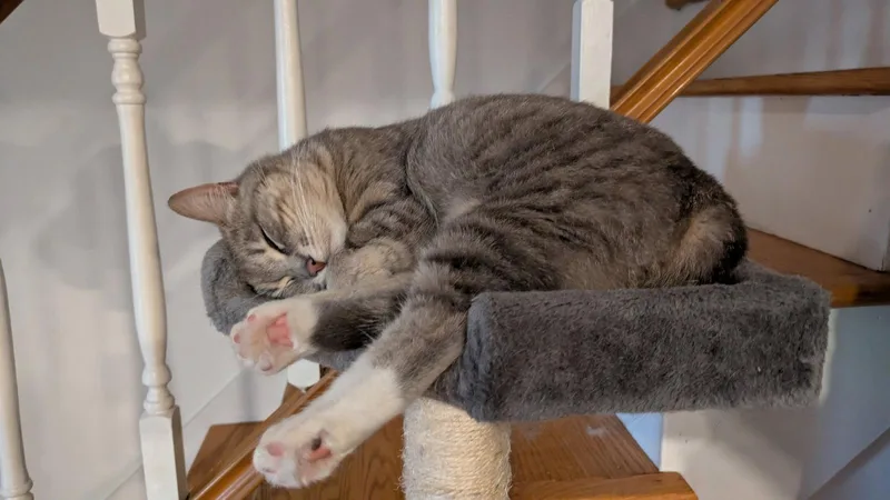 Sugar Cookie thumbnail 3