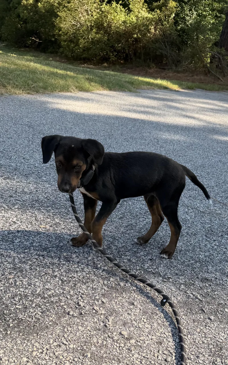A baby medium-sized male Bicolor Mixed Breed dog named Lance for adoption in Sumter, SC