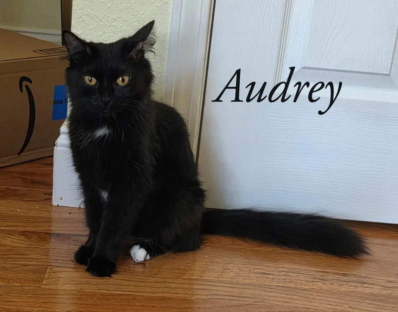 A young medium-sized female Domestic Long Hair cat named Audrey for adoption in Bloomsdale, MO
