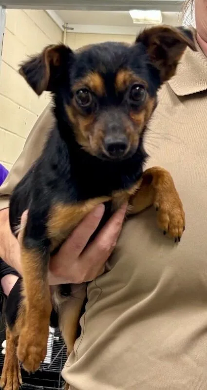 Lil Bean thumbnail 2