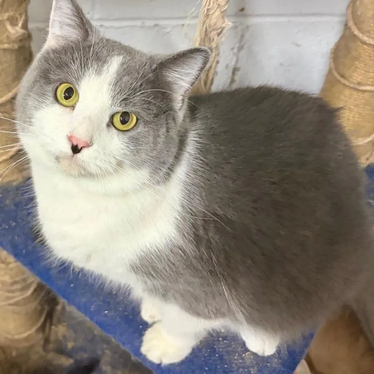 An adult small-sized female Gray / Blue / Silver Domestic Short Hair cat named Sage for adoption in Greensburg, PA