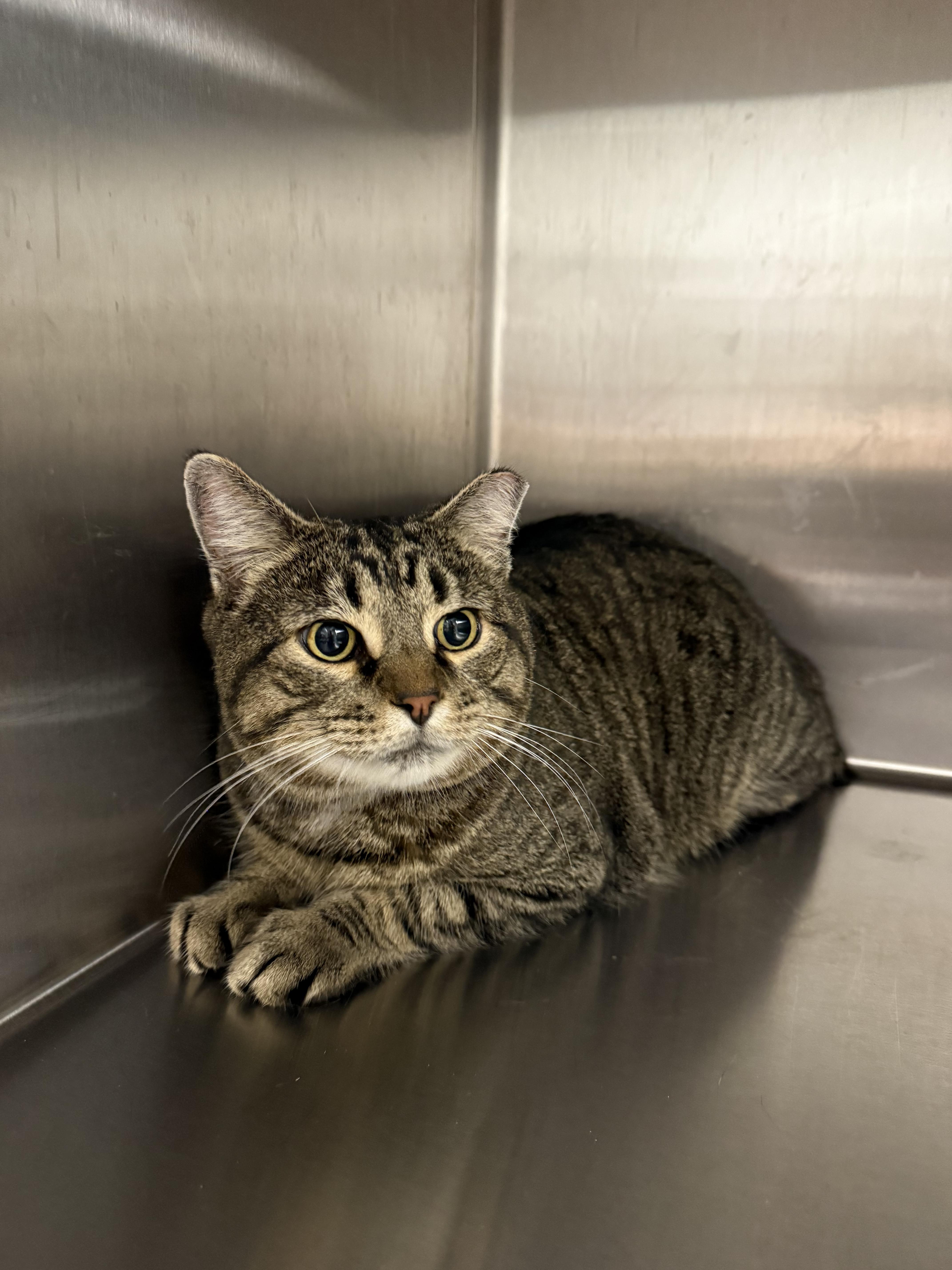 An adult large-sized male Tabby (Gray / Blue / Silver) Domestic Short Hair cat named Kaptain for adoption in Hendersonville, TN