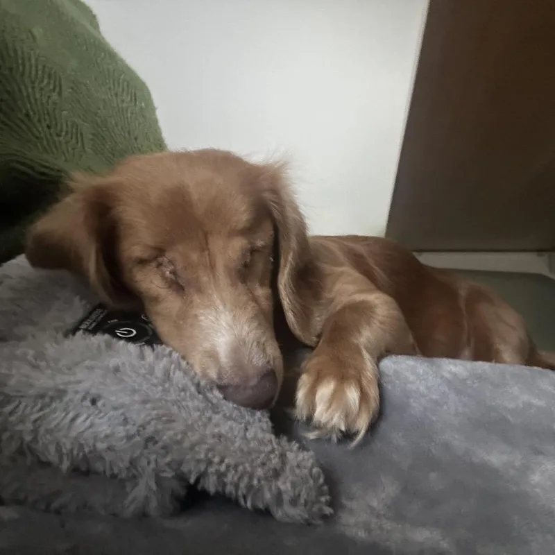 An adult small-sized female Dachshund dog named Petey Wheatie for adoption in Buffalo, MN