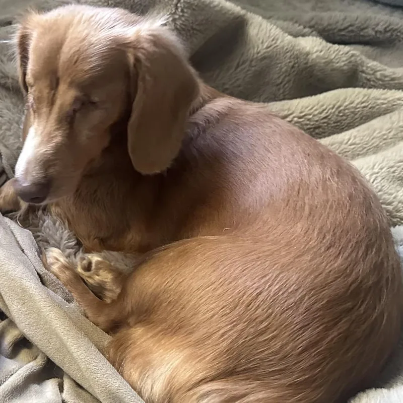 Petey Wheatie thumbnail 3