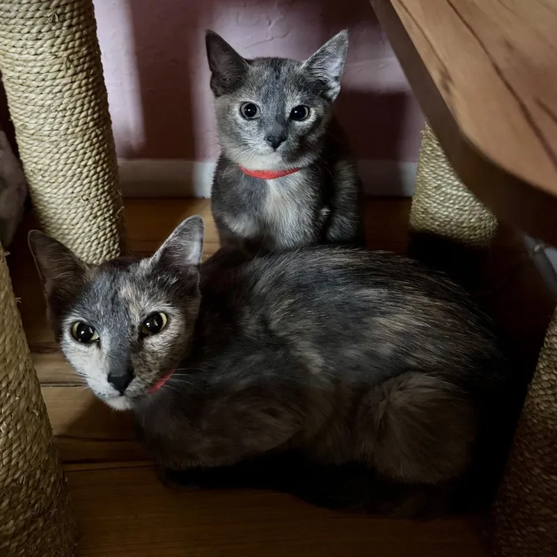 A young medium-sized female Torbie Domestic Short Hair cat named Paintress for adoption in Tempe, AZ