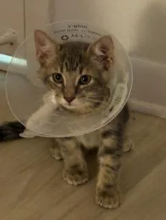 A young small-sized male Domestic Short Hair cat named Tolouse for adoption in Miami, FL