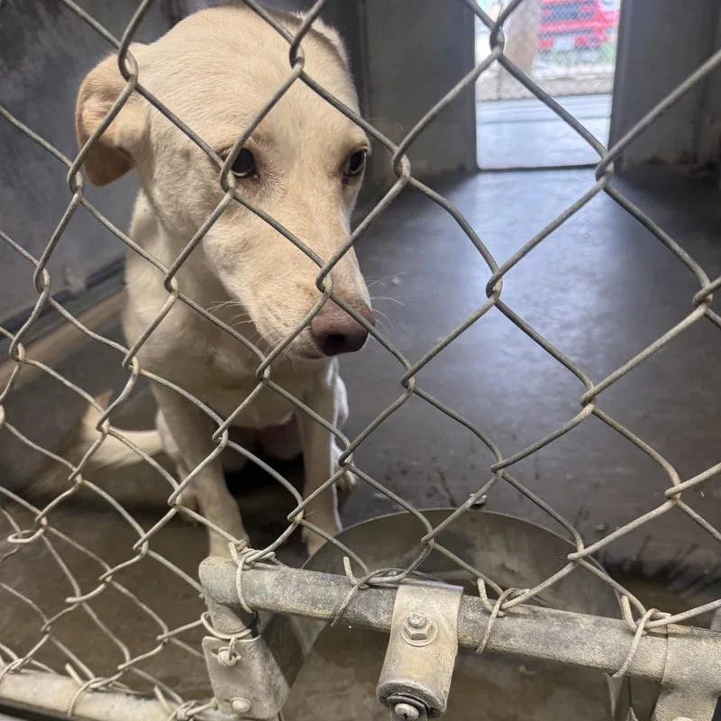 An adult medium-sized female White / Cream Labrador Retriever dog named Zoe for adoption in Carlin, NV