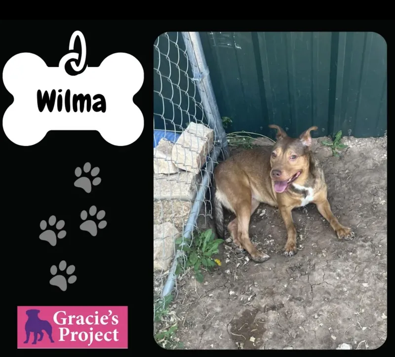 An adult medium-sized female Brown / Chocolate Pit Bull Terrier dog named Wilma for adoption in Canyon, TX