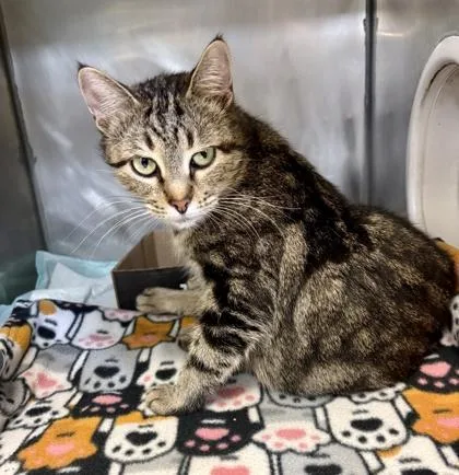 An adult medium-sized female Tabby (Brown / Chocolate) Domestic Short Hair cat named Rosie for adoption in Lafayette, IN