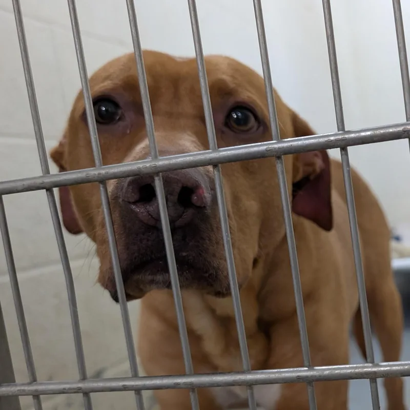 An adult large-sized male Red / Chestnut / Orange Pit Bull Terrier dog named Looking For Owner for adoption in Ravenna, OH