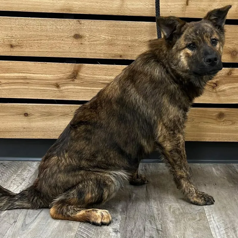 A young large-sized male Brindle Dutch Shepherd dog named Dalton for adoption in Mount Pleasant, TX