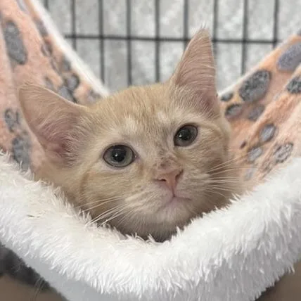 A baby medium-sized female Domestic Short Hair cat named Rae the Manta Ray for adoption in Durham, NC