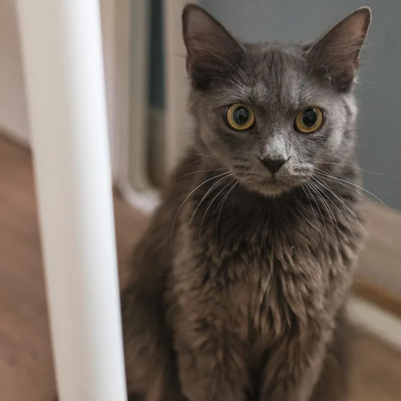 An adult medium-sized female Gray / Blue / Silver Domestic Medium Hair cat named Mookie for adoption in Los Angeles, CA