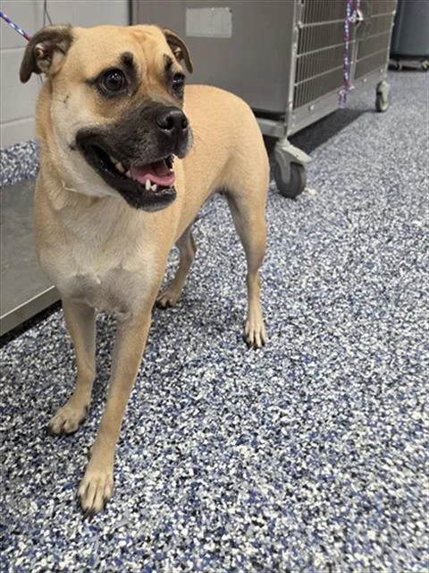 An adult small-sized female Pug dog named Maple for adoption in Thousand Palms, CA