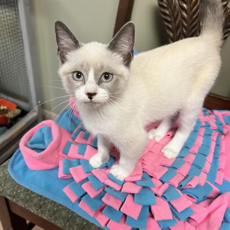 Juno