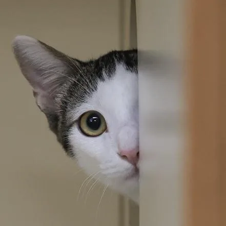 Chuckles thumbnail 2