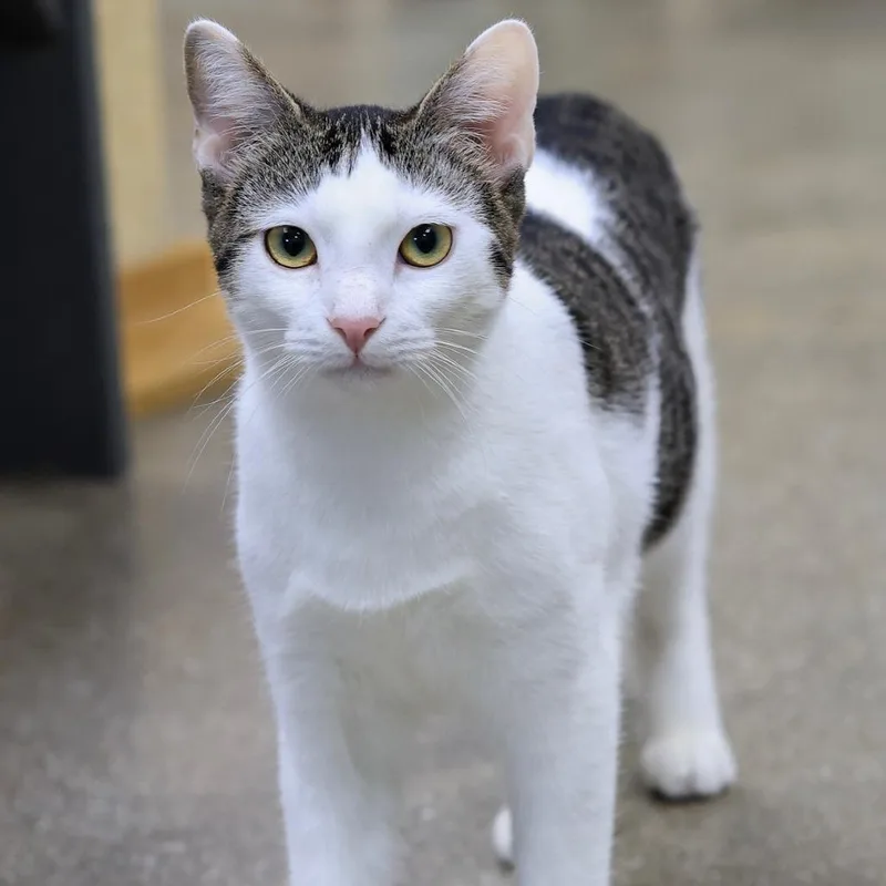 Chuckles thumbnail 3