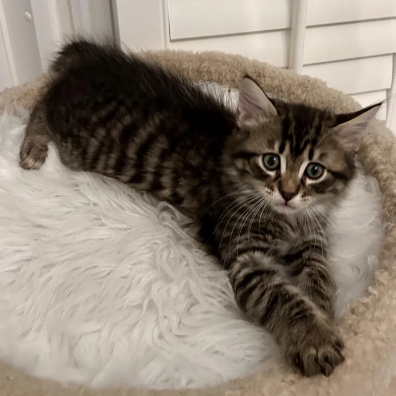 A baby small-sized male Brown / Chocolate Domestic Medium Hair cat named Forgot for adoption in Brownsboro, AL
