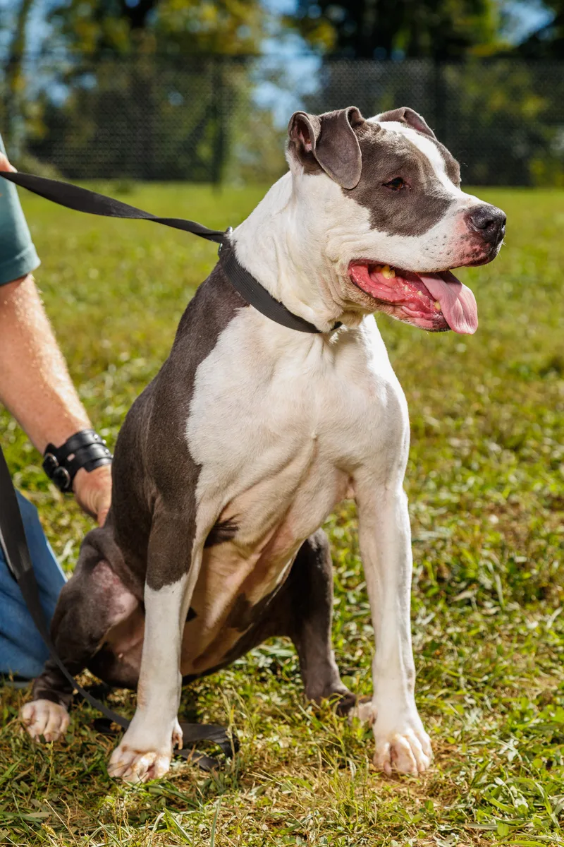 An adult large-sized female American Staffordshire Terrier dog named Lady May for adoption in Chester Springs, PA