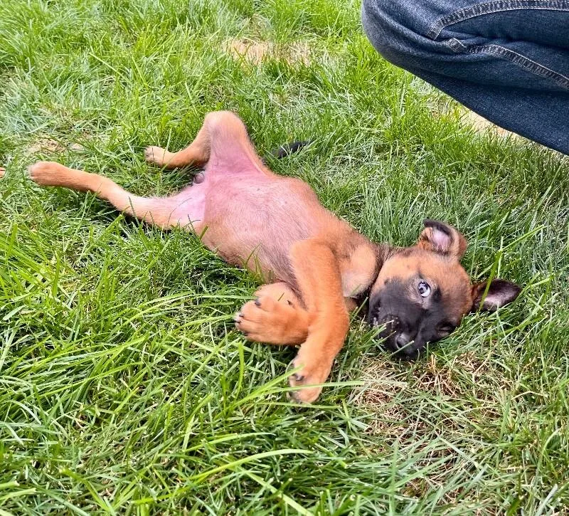 A young medium-sized female Mixed Breed dog named Cara for adoption in Seattle, WA