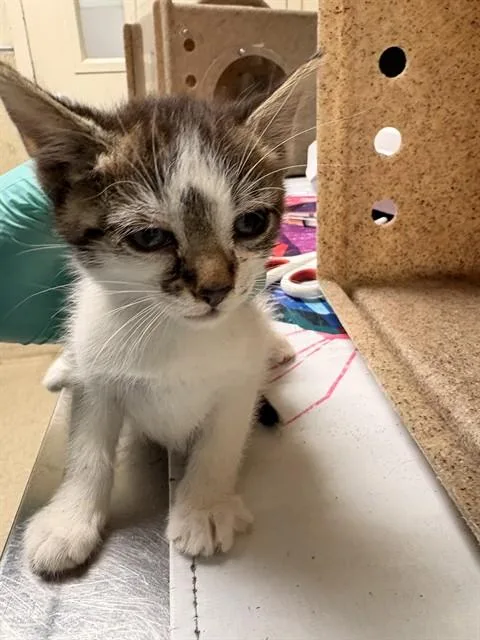 A baby small-sized female Domestic Short Hair cat named Gigi for adoption in Riverside, CA