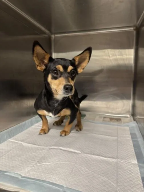 A young small-sized male Chihuahua dog named Tank for adoption in Chatsworth, CA