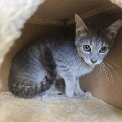 A young small-sized female Domestic Short Hair cat named CocaCola for adoption in Janesville, WI