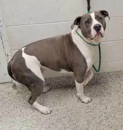 An adult extra large-sized male Merle (Blue) Pit Bull Terrier dog named Beans for adoption in Kansas City, MO