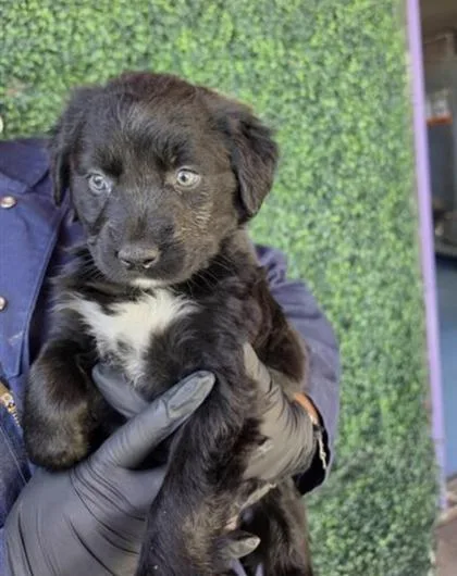 A baby medium-sized female Black Mixed Breed dog named 60817502 for adoption in El Paso, TX