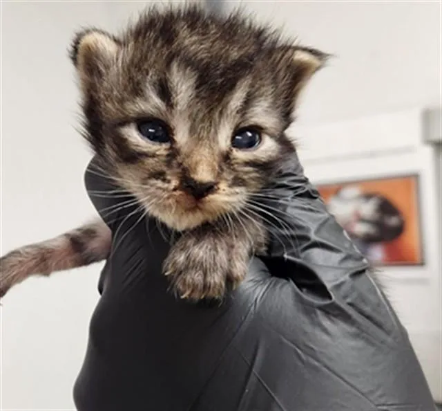 A baby small-sized female Domestic Short Hair cat named Maine for adoption in Fort Lauderdale, FL