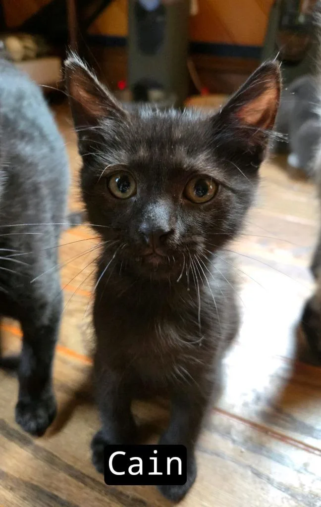 A baby medium-sized male Siamese cat named Cain for adoption in Johnson City, TN