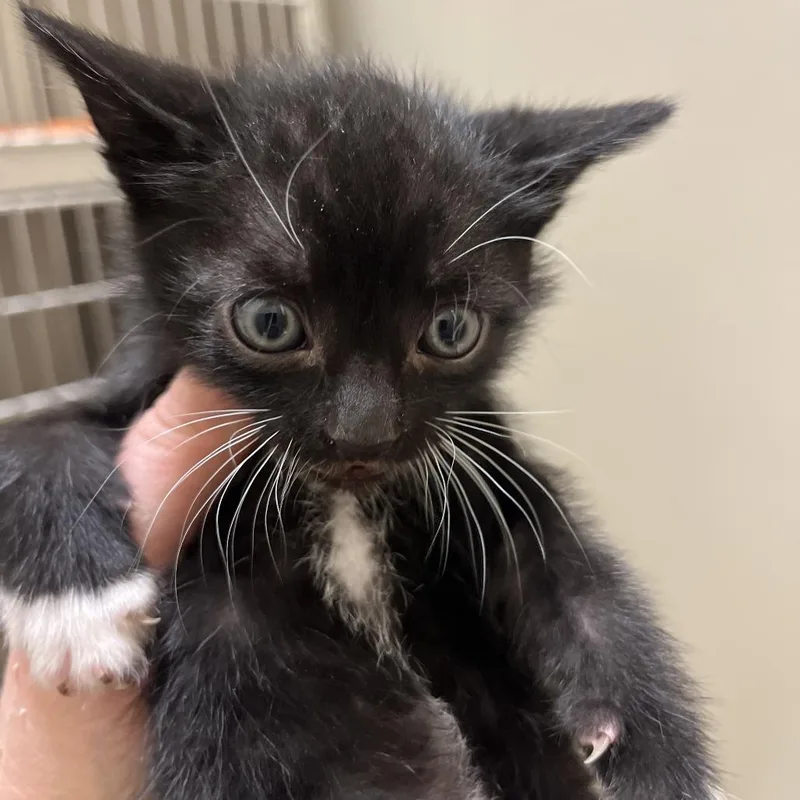 A baby small-sized male Black Domestic Short Hair cat named Goldfinger for adoption in Sonoma, CA