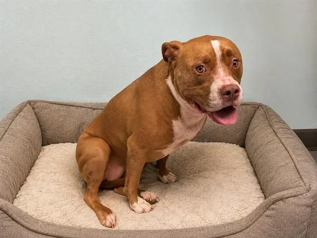 An adult large-sized female Pit Bull Terrier dog named Tamara for adoption in Lancaster, CA