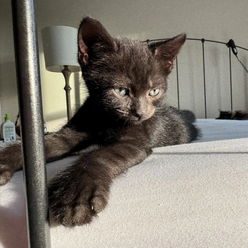 A baby small-sized male Black Domestic Short Hair cat named Muffin & Cupcake for adoption in Ashland, MA
