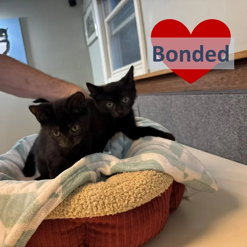 Muffin & Cupcake thumbnail 3