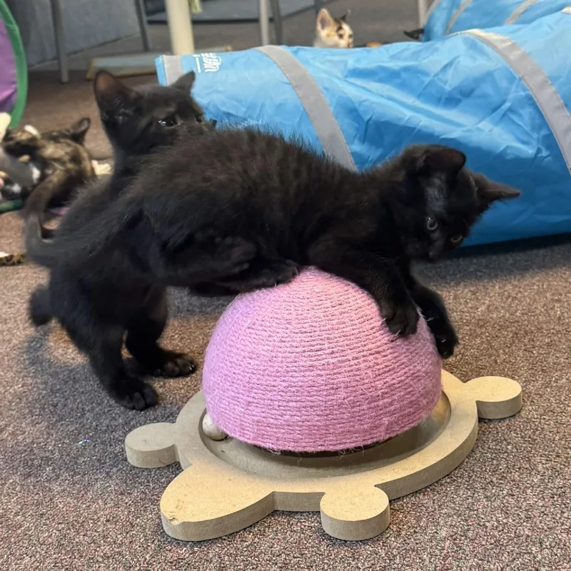 Muffin & Cupcake thumbnail 4