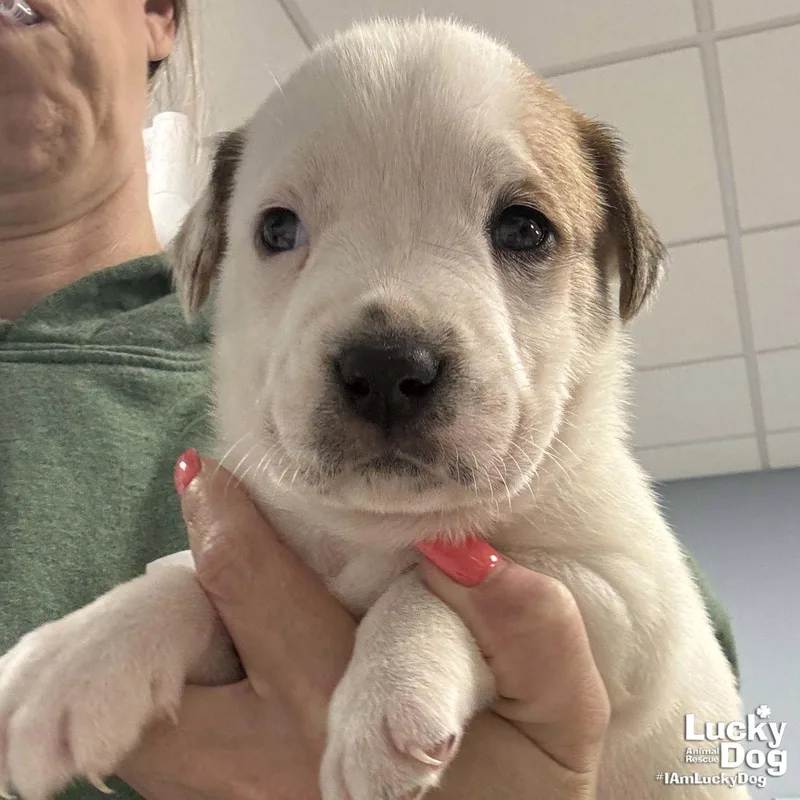 A baby medium-sized male Labrador Retriever dog named Walter for adoption in Washington, DC