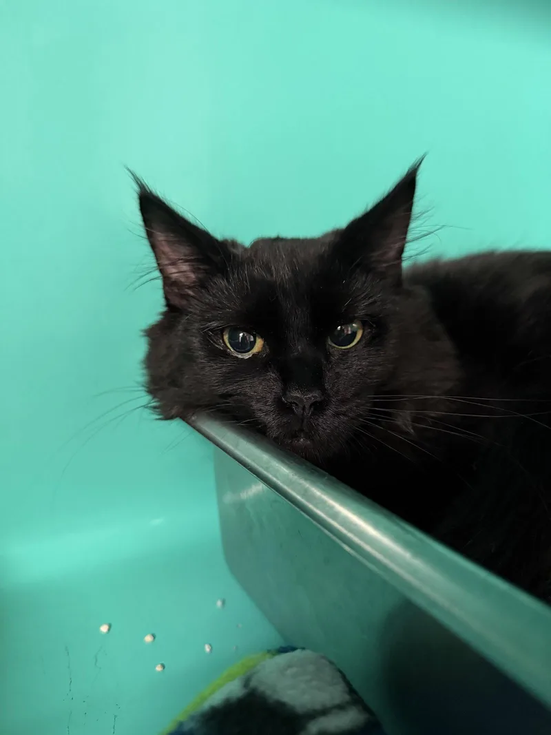 A young medium-sized female Domestic Medium Hair cat named Artemisa mo for adoption in Sterling, MA