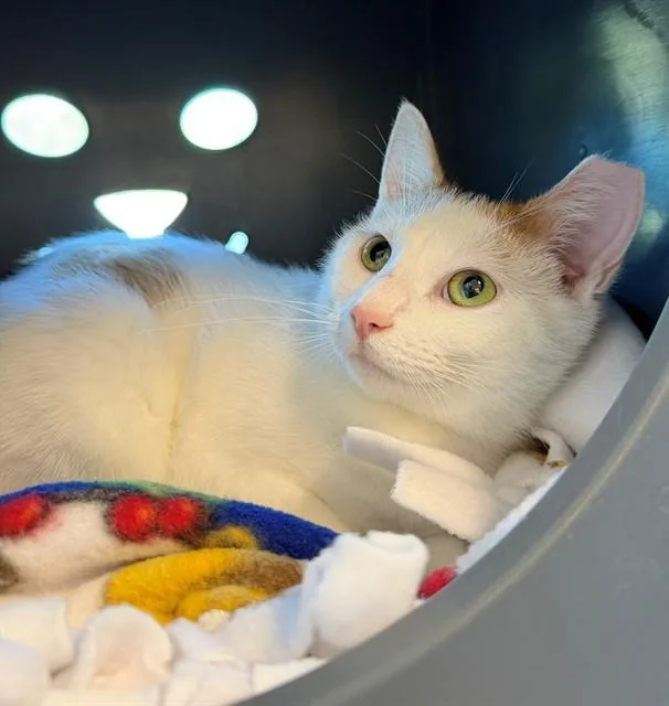 A young medium-sized female Domestic Short Hair cat named Phyllis for adoption in Leesburg, VA