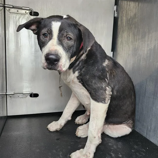 An adult large-sized female American Staffordshire Terrier dog named Stacy for adoption in San Antonio, TX