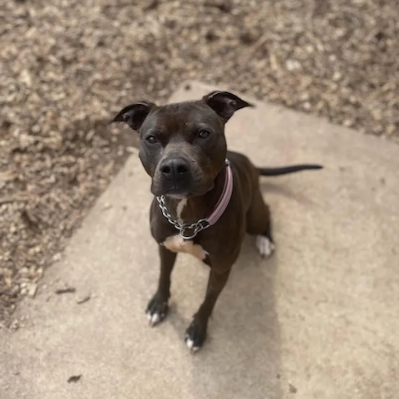 An adult medium-sized female Black Pit Bull Terrier dog named Milly for adoption in Covington, GA